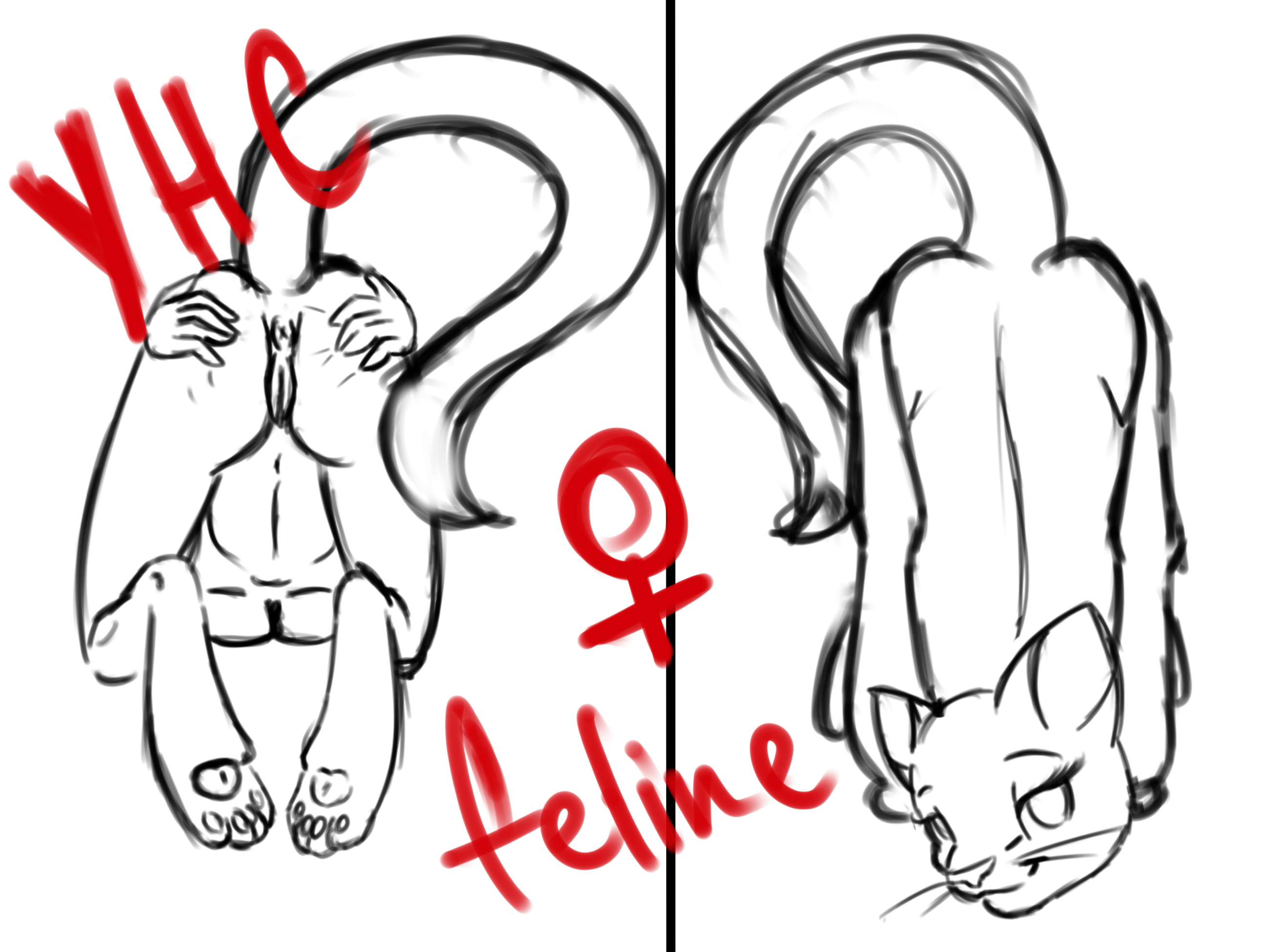 Furry Cat YHC - YCH.Commishes.